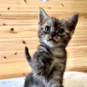 マンチカン(長足)【群馬県・男の子・2023年7月22日・シルバータビー】の写真「甘えん坊です♡
動画をご覧ください♡」