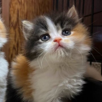 スコティッシュフォールド(立ち耳)【群馬県・女の子・2024年3月1日・キャリコ】の写真「きゅるるんおめめのハチワレちゃん♡」