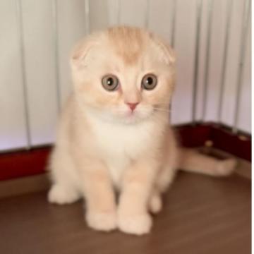 スコティッシュフォールド(折れ耳)【群馬県・男の子・2022年12月14日・クリームタビー】の写真「ぜひ動画をご覧になって下さい♡」