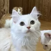 スコティッシュフォールド(立ち耳)【群馬県・男の子・2024年9月1日・クリームタビー】の写真1「きゅるるんおめめのイケメンくん(灬ºωº灬)！」