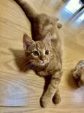 マンチカン(長足)【群馬県・男の子・2024年7月3日・レッドタビー】の写真4「ねんねころーん♡」
