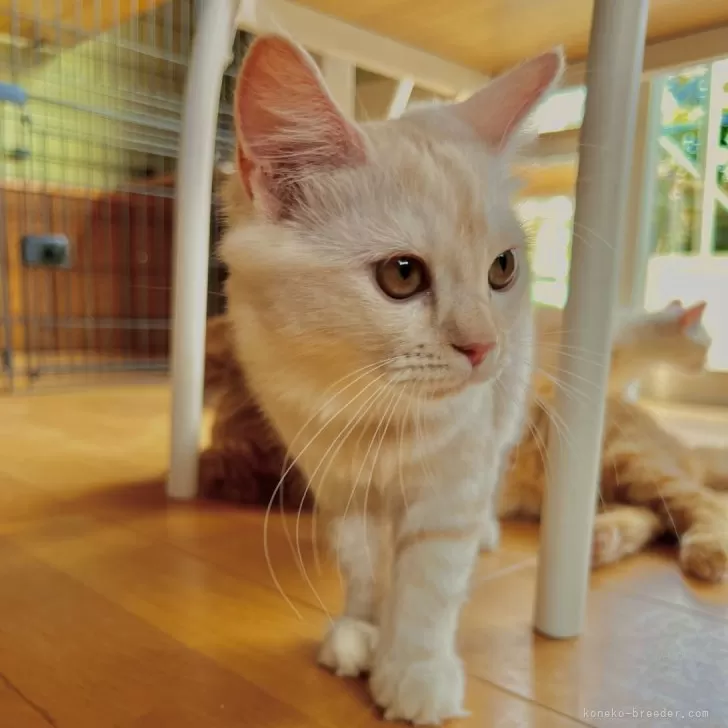 ID:2507-00810の子猫