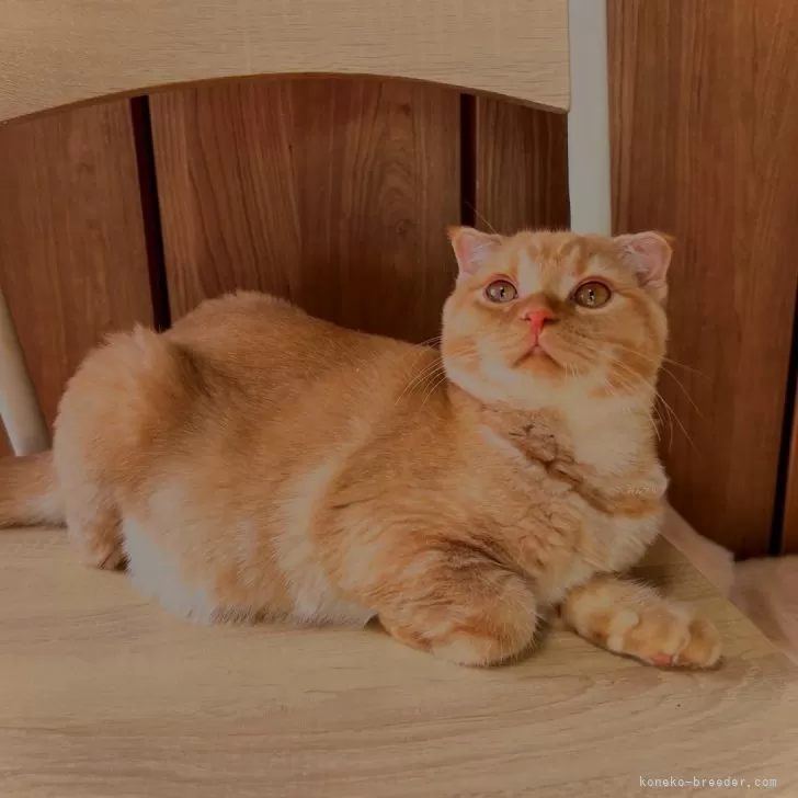 ID:2510-01043の子猫