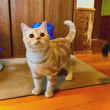 マンチカン(長足)【群馬県・女の子・2025年6月10日・クリームタビー】の写真「優しい性格の可愛い女の子♡」