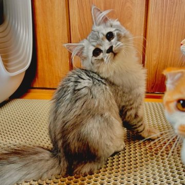 マンチカン(長足)【群馬県・男の子・2025年5月10日・シルバータビー】の写真「ふわふわのイケメンくん♡」