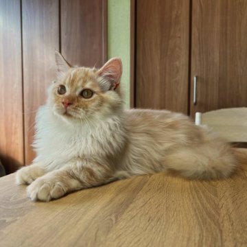 マンチカン(短足)【群馬県・男の子・2025年5月14日・クリームタビー】の写真「もっふもふの超短足ボーイ♡」