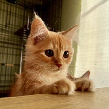 スコティッシュフォールド(立ち耳)【群馬県・男の子・2025年9月1日・クリームタビー】の写真「可愛いお顔のイケメンくん♡」