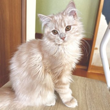 マンチカン(長足)【群馬県・女の子・2025年5月14日・クリームタビー】の写真「優しい性格の穏やかちゃん♡」