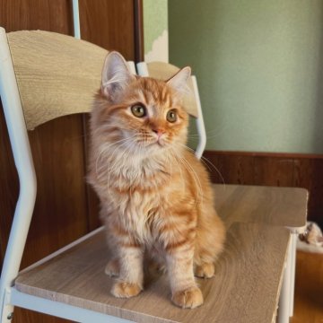 マンチカン(長足)【群馬県・女の子・2025年5月28日・レッドタビー】の写真「可愛いお顔の甘えんぼちゃん♡」
