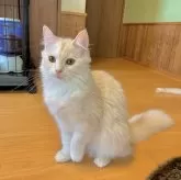 スコティッシュフォールド(立ち耳)