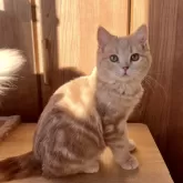 マンチカン(長足)