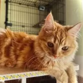 マンチカン(長足)