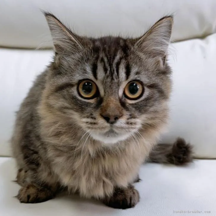 ID:2301-00201の子猫