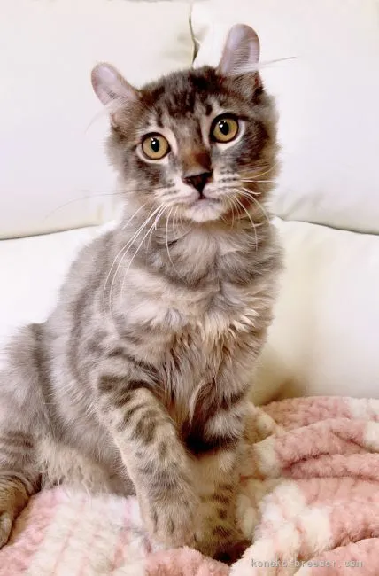 ID:2207-01430の子猫