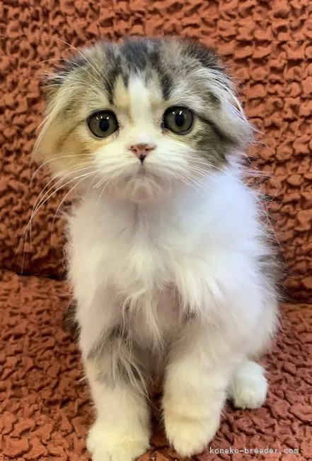 ID:2202-00707の子猫