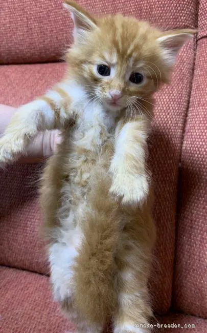 ID:1908-01549の子猫
