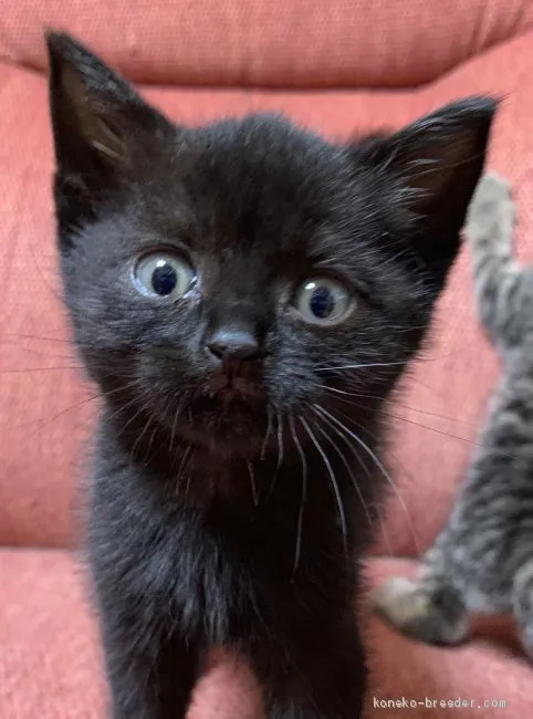 ID：1906-02208の子猫