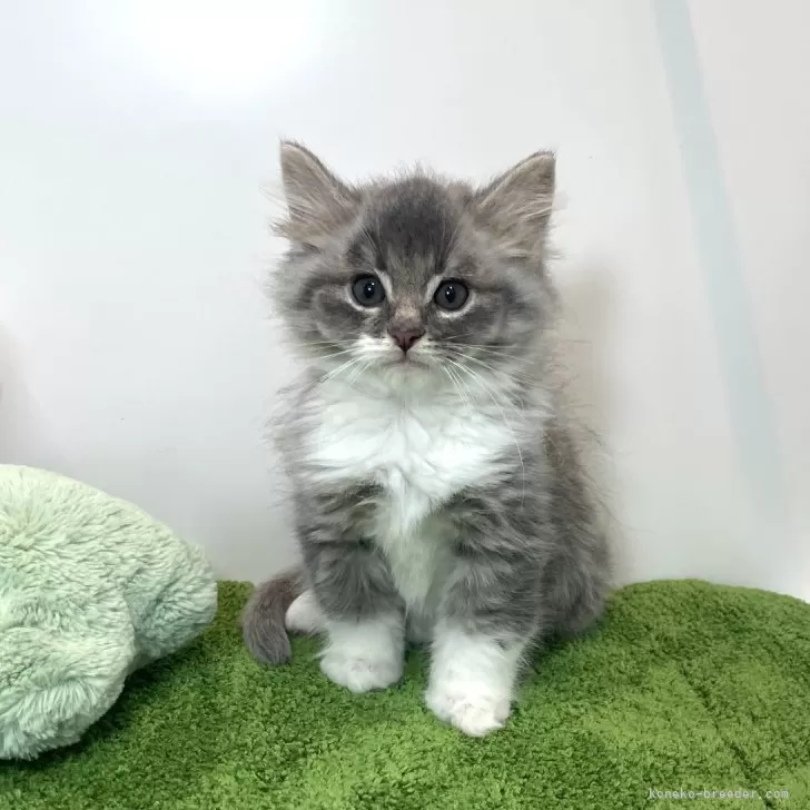 ID：2407-00170の子猫