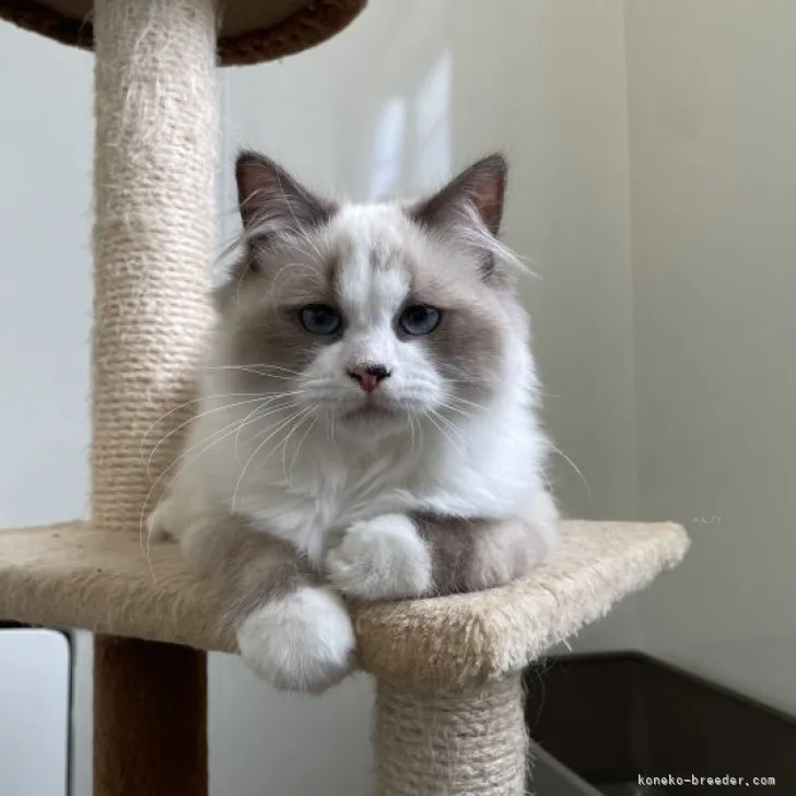 ID:2306-02422の子猫
