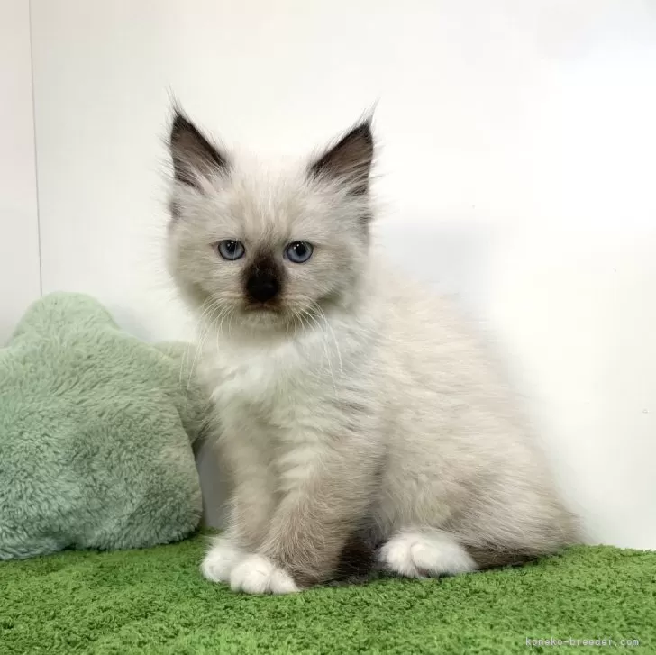 ID：2407-02809の子猫