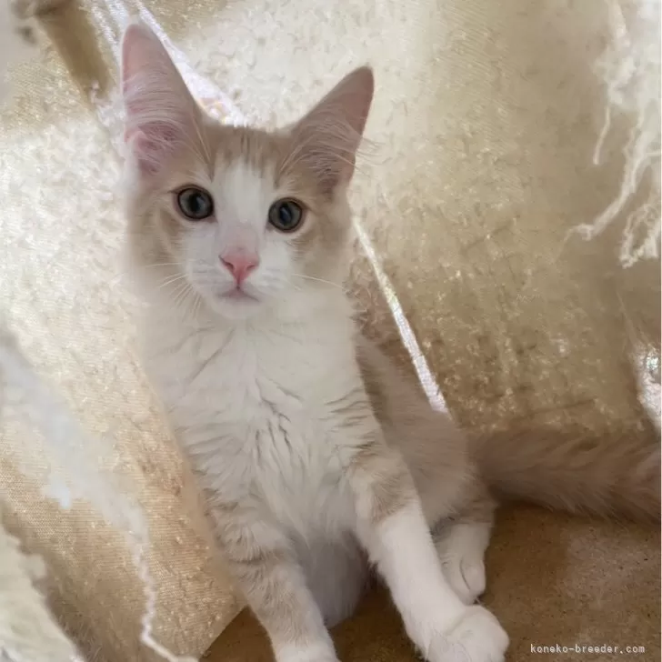 ID:2410-01119の子猫