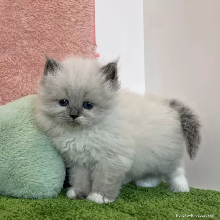 ID:2403-00303の子猫