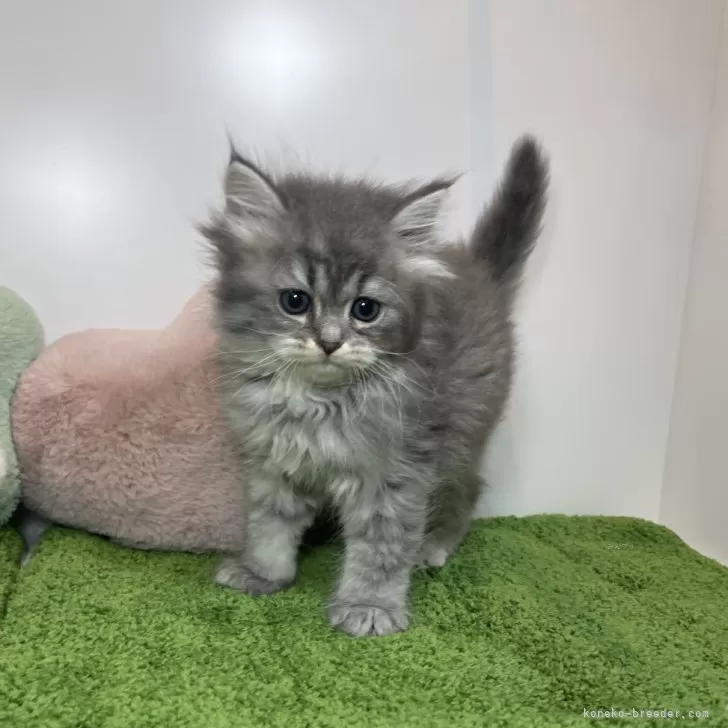 ID:2404-00266の子猫