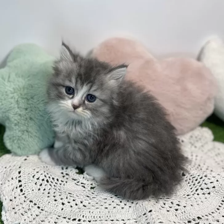 ID:2403-02448の子猫