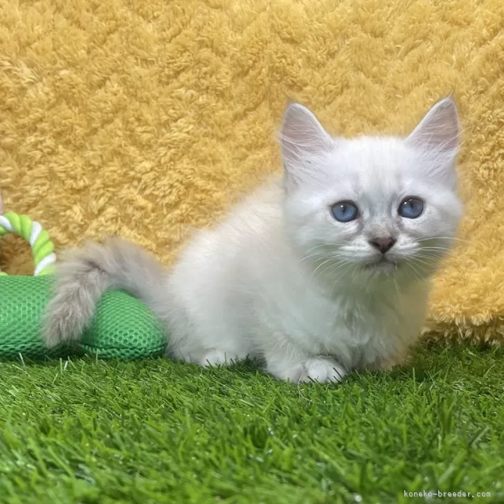 ID：2411-02590の子猫