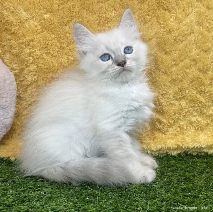 ID:2411-02591の子猫