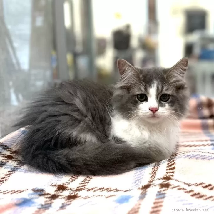 ID:2409-00058の子猫