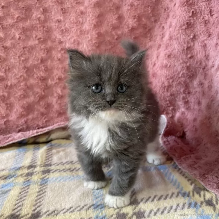 ID：2401-00573の子猫