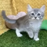 サイベリアン【山口県・女の子・2024年10月2日・ブルータビー&ホワイト】の写真1