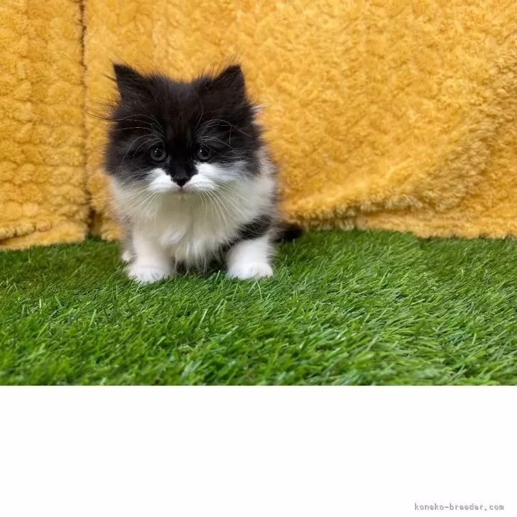 ID:2505-00086の子猫
