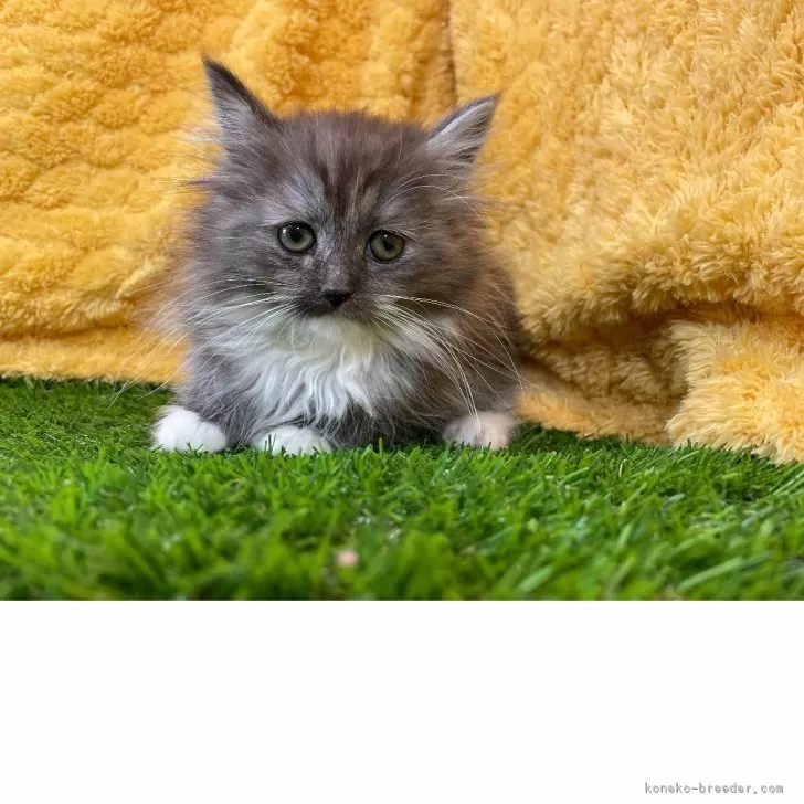 ID：2505-00071の子猫
