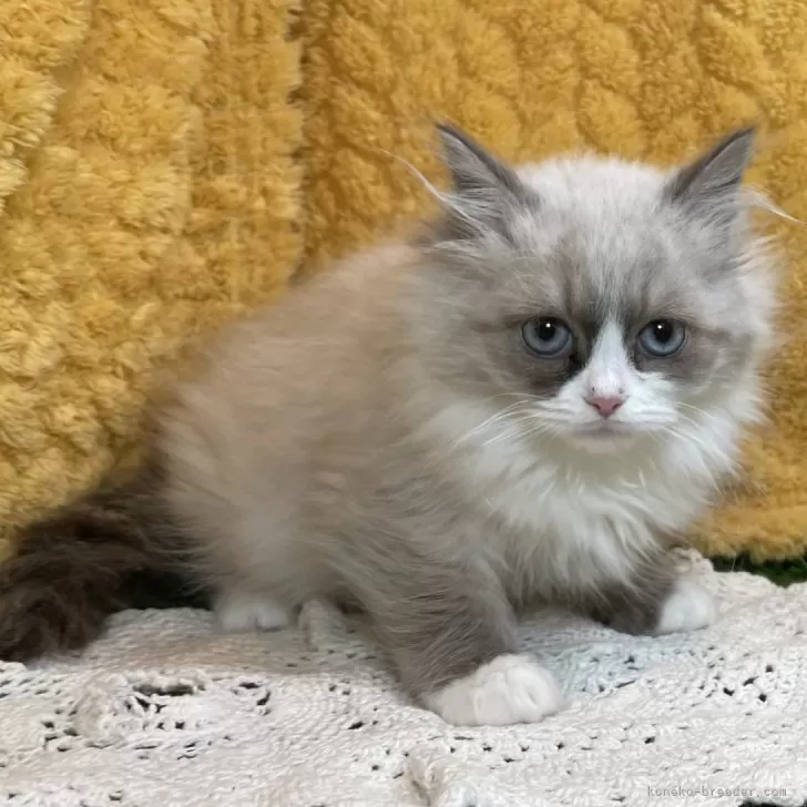 ID:2503-00508の子猫