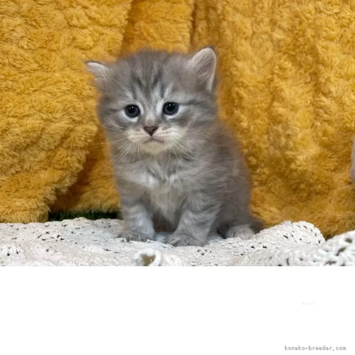 ID：2505-00972の子猫