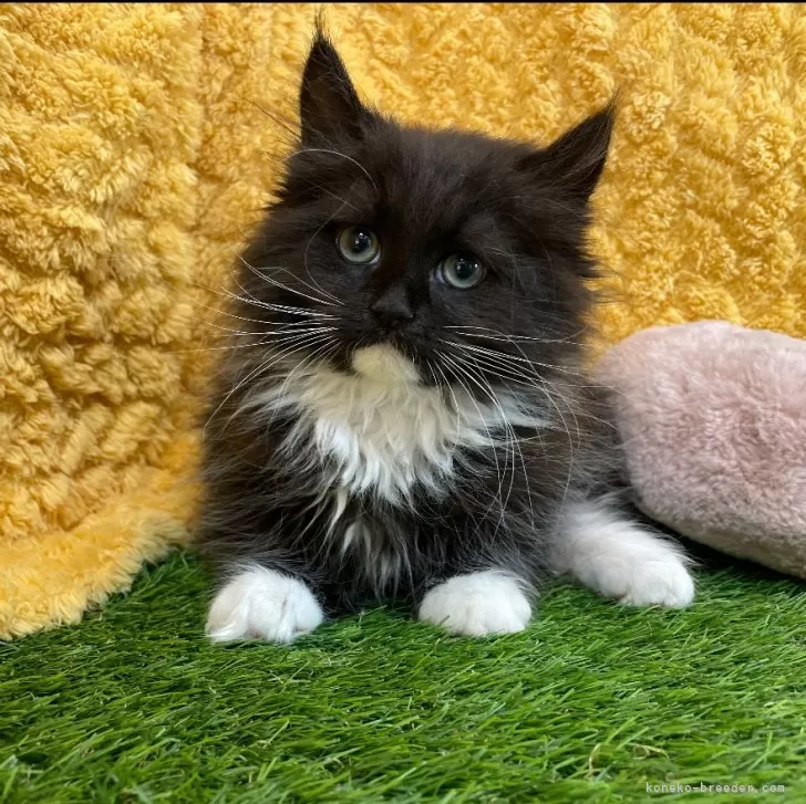 ID:2504-01003の子猫