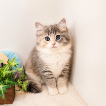 ノルウェージャンフォレストキャット