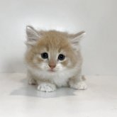 ノルウェージャンフォレストキャット
