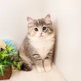 ノルウェージャンフォレストキャット