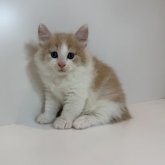 ノルウェージャンフォレストキャット