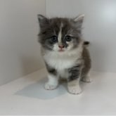 ノルウェージャンフォレストキャット