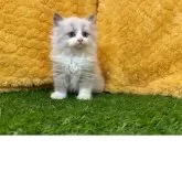 サイベリアン【山口県・女の子・2025年3月25日・ブルーポイントバイカラー】の写真2