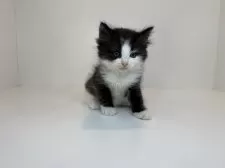 サイベリアン【山口県・男の子・2025年7月23日・ブラック&ホワイト】の写真2