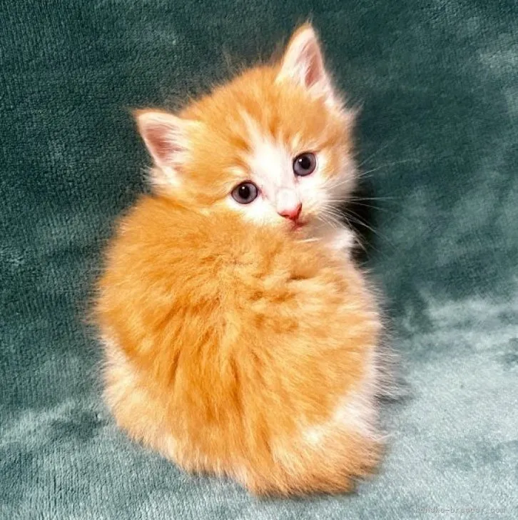 ID:2311-02845の子猫
