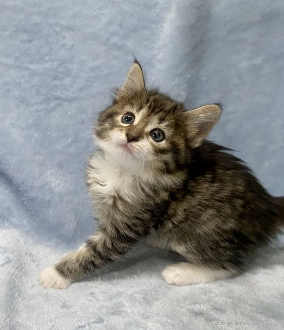 ID：2204-00092の子猫