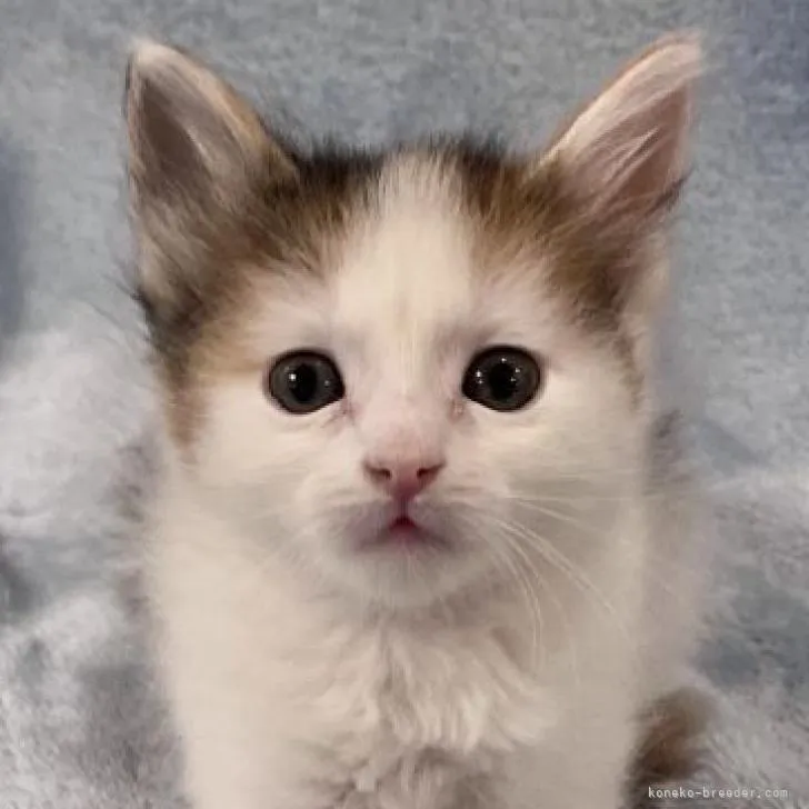 ID：2212-01838の子猫