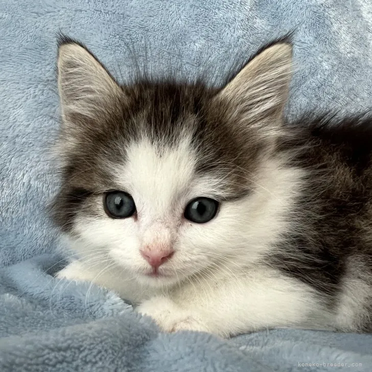 ID：2307-02242の子猫