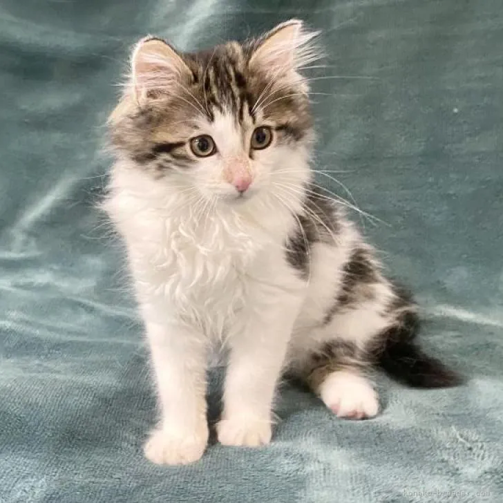 ID：2212-01835の子猫